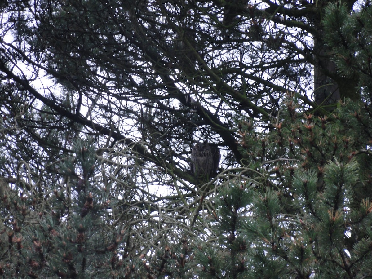 Long-eared Owl - ML616661509