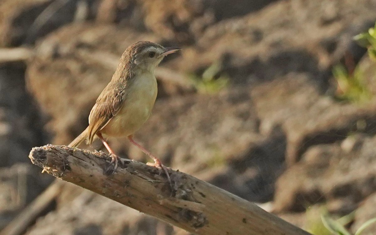 Ashy Prinia - ML616661511