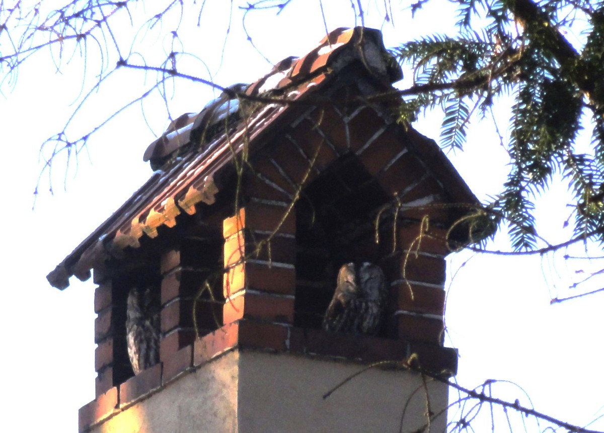 Tawny Owl - Michael Højgaard