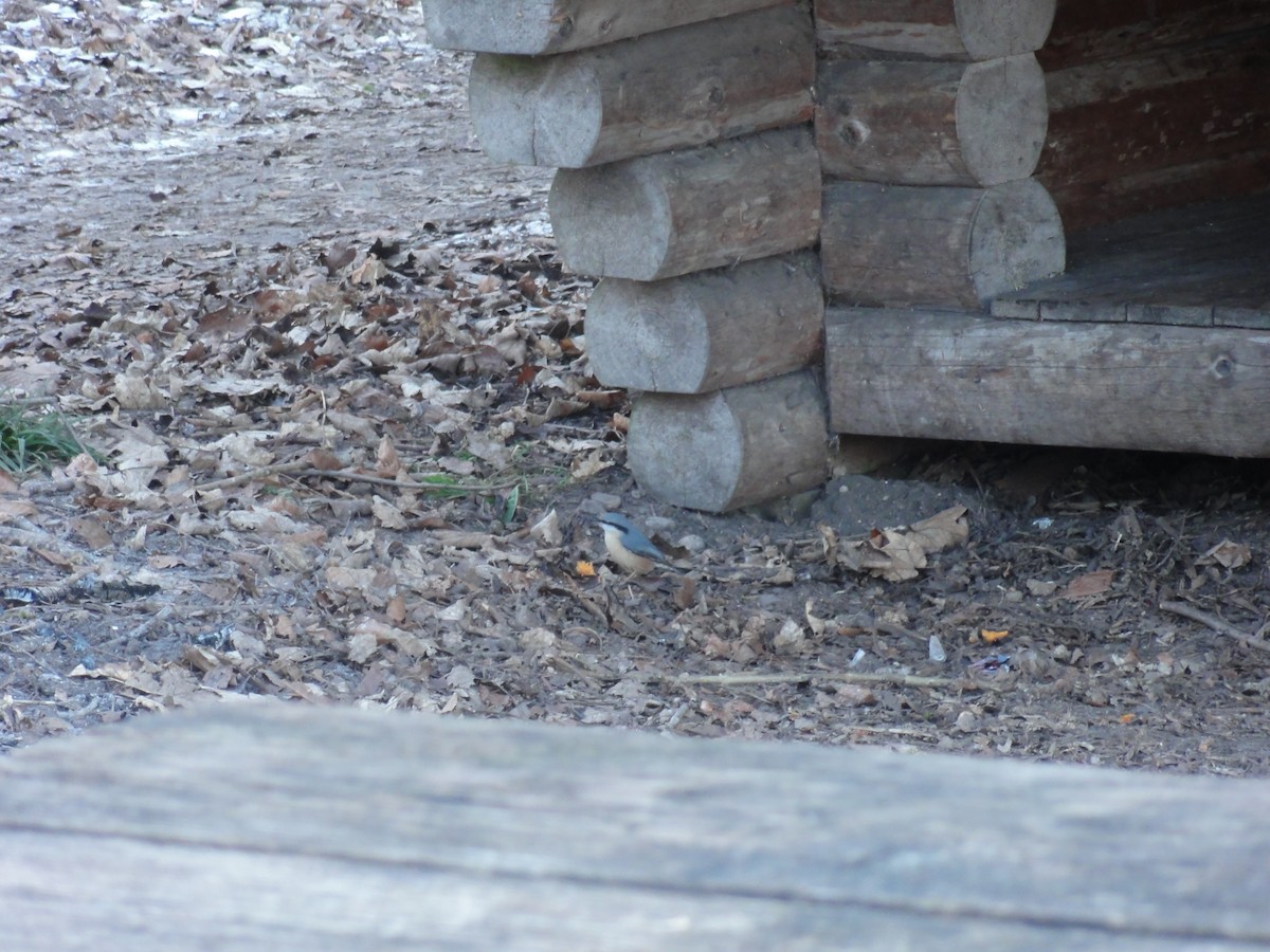 Eurasian Nuthatch - ML616661522