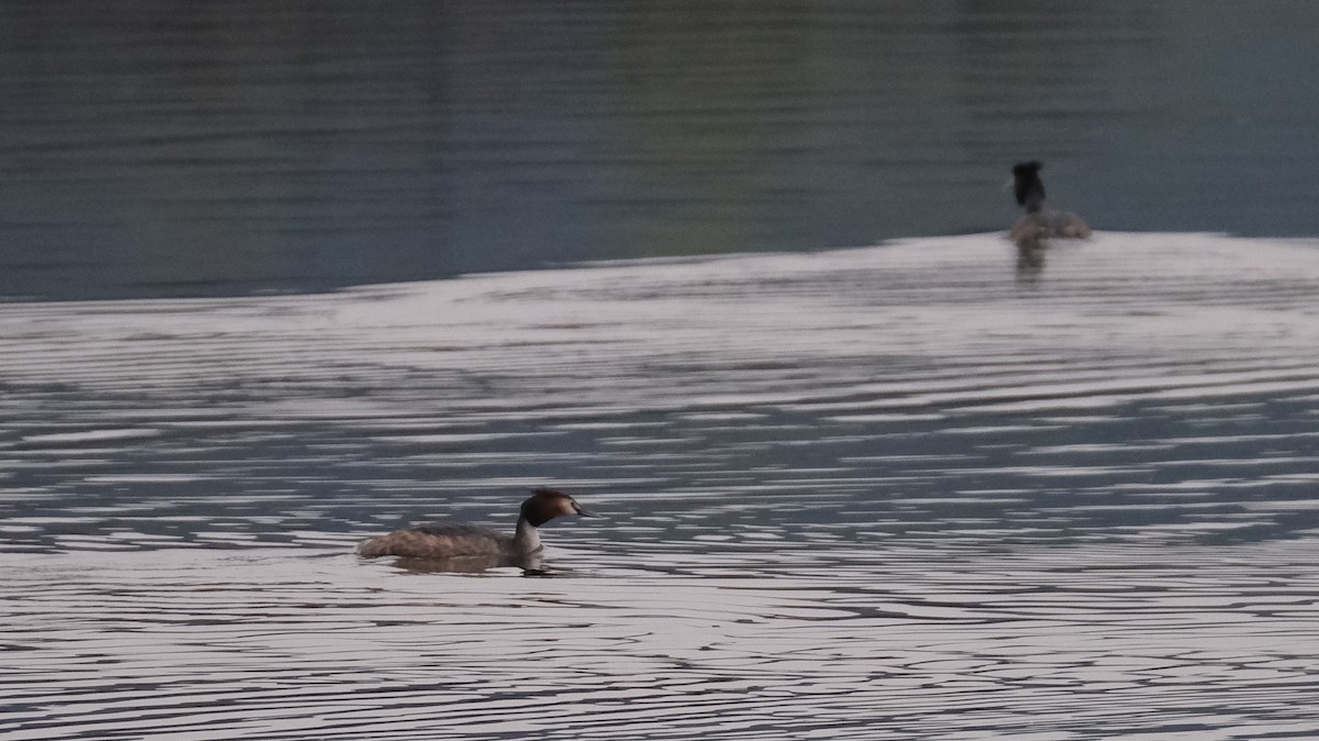 Great Crested Grebe - ML616661574