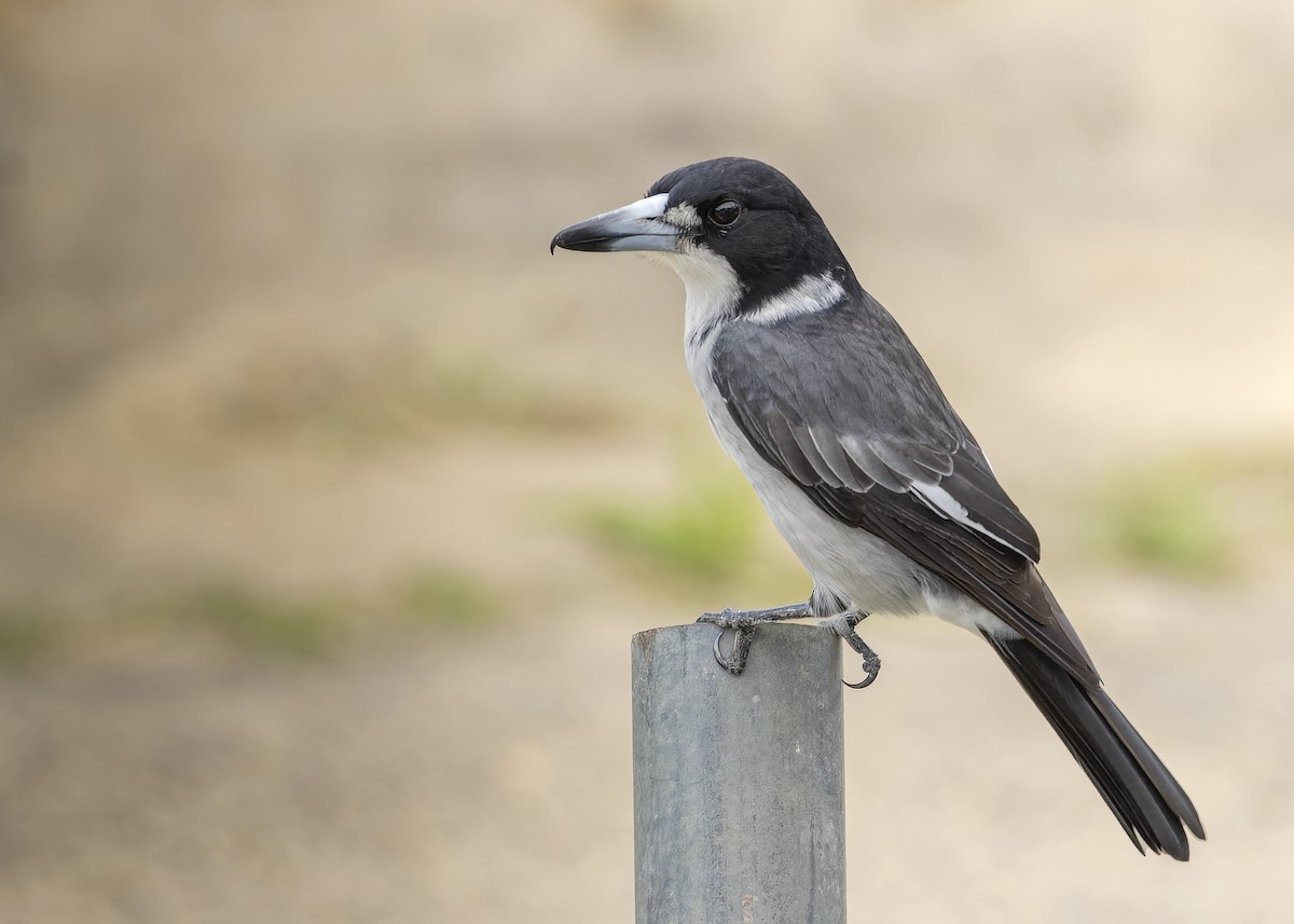 Gray Butcherbird - Bruce Ward-Smith