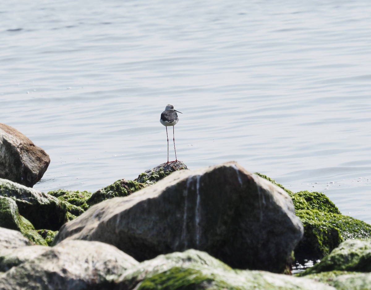 Black-winged Stilt - Arnau Bonan