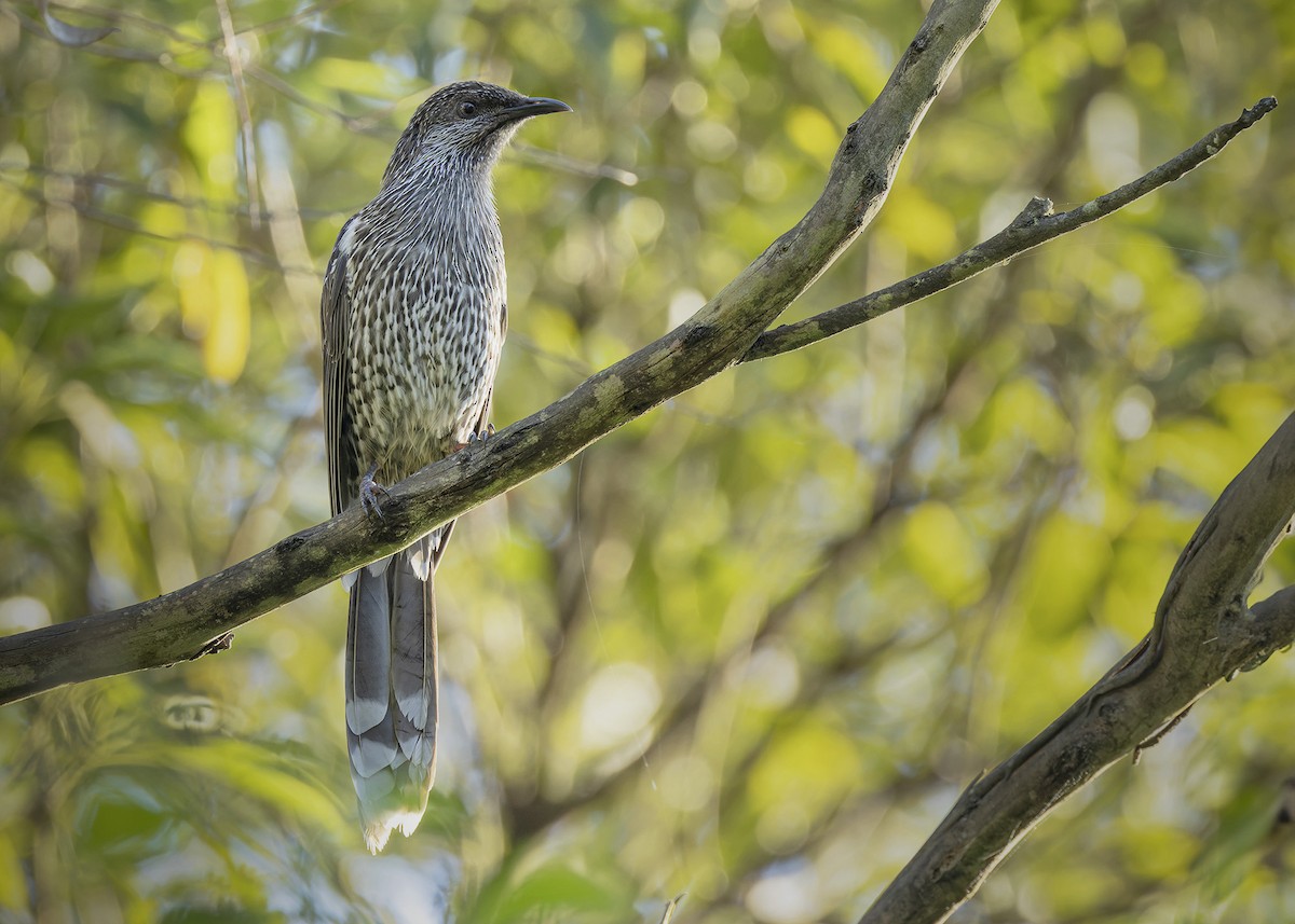 Little Wattlebird - ML616661592