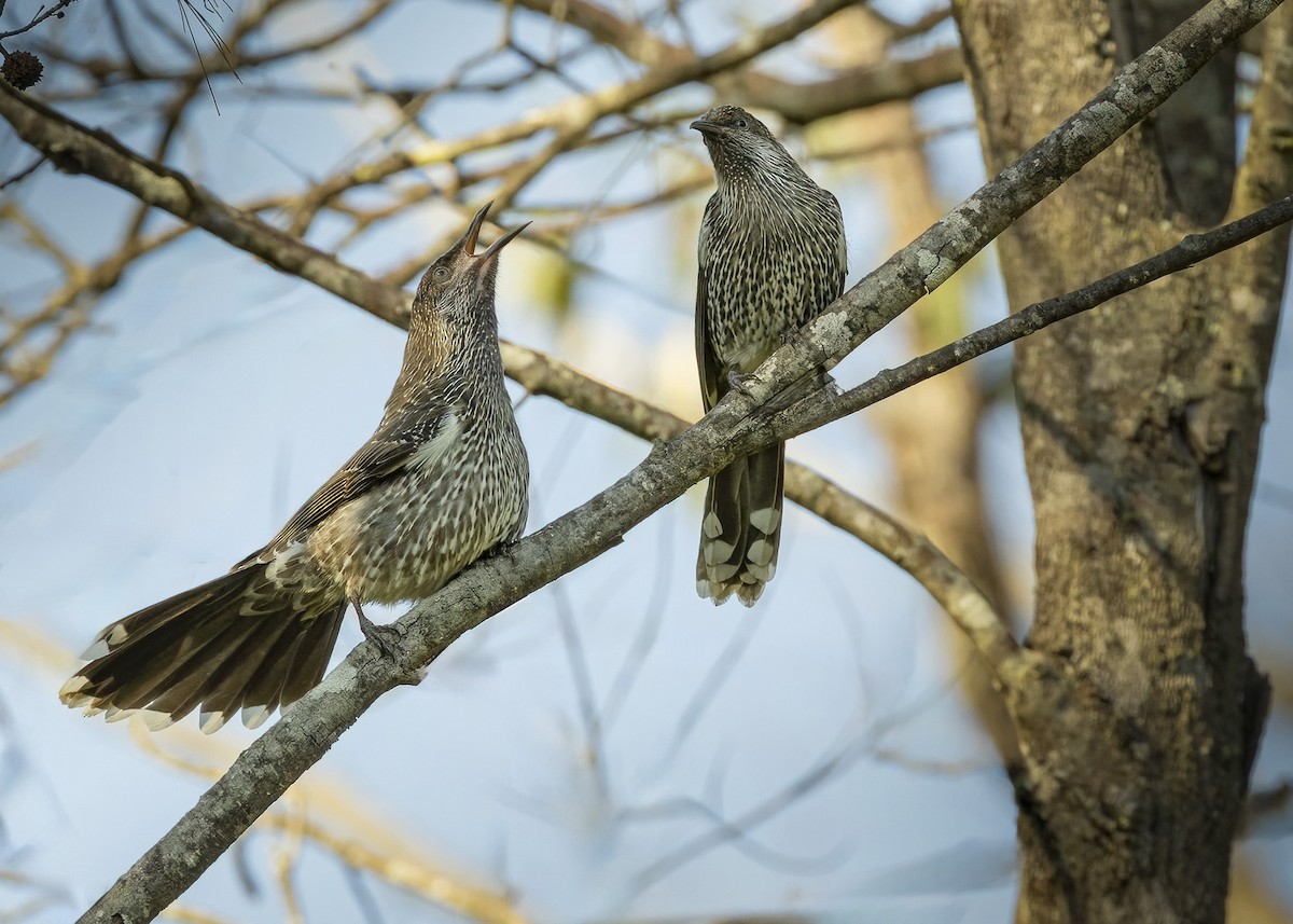 Little Wattlebird - ML616661593