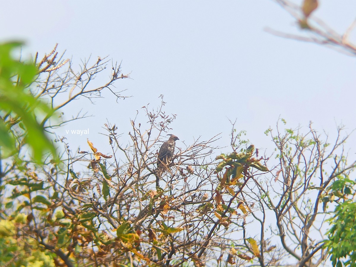 Changeable Hawk-Eagle - VIJAY WAYAL.