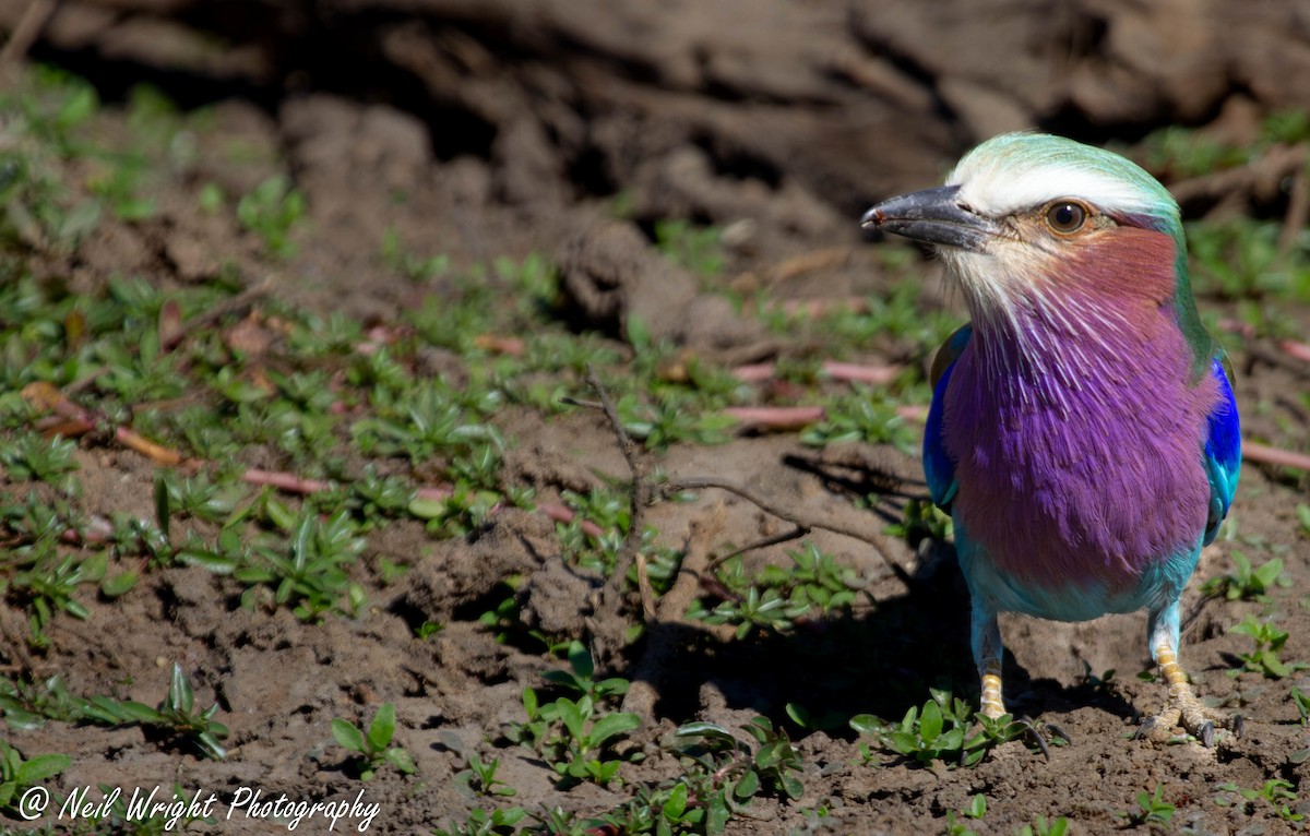 Lilac-breasted Roller - ML616661629