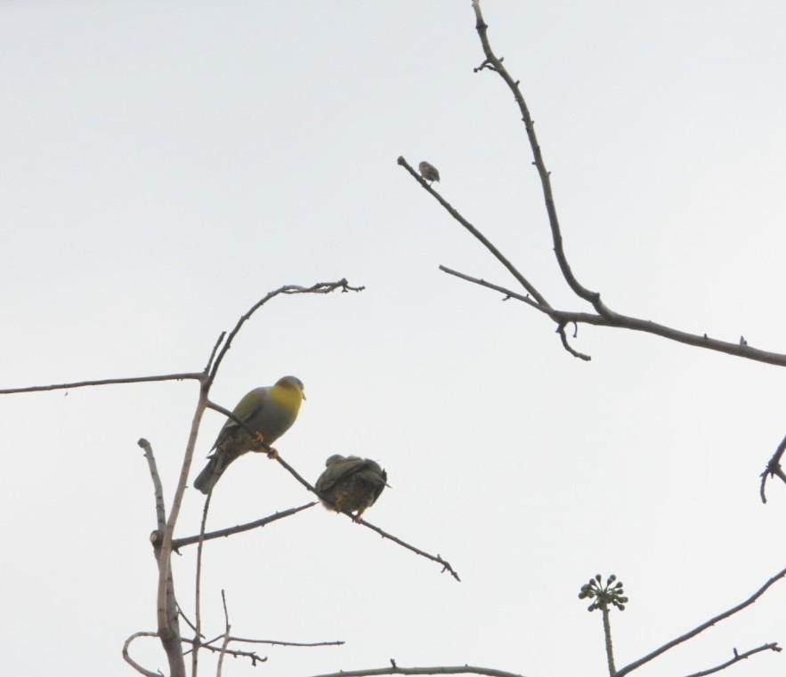 Yellow-footed Green-Pigeon - ML616661642