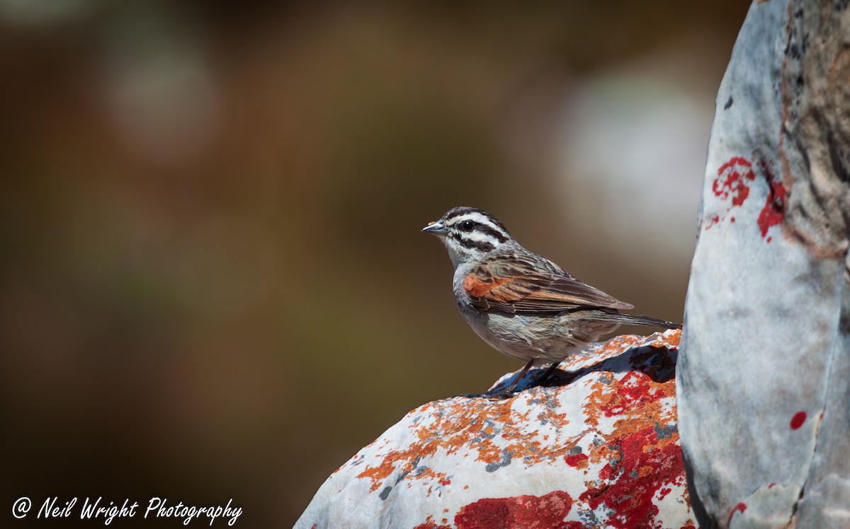 Cape Bunting - ML616661706