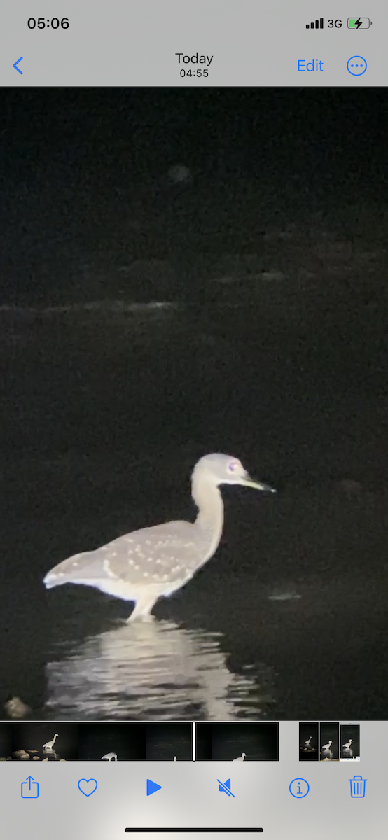 White-backed Night Heron - Beau Shroyer