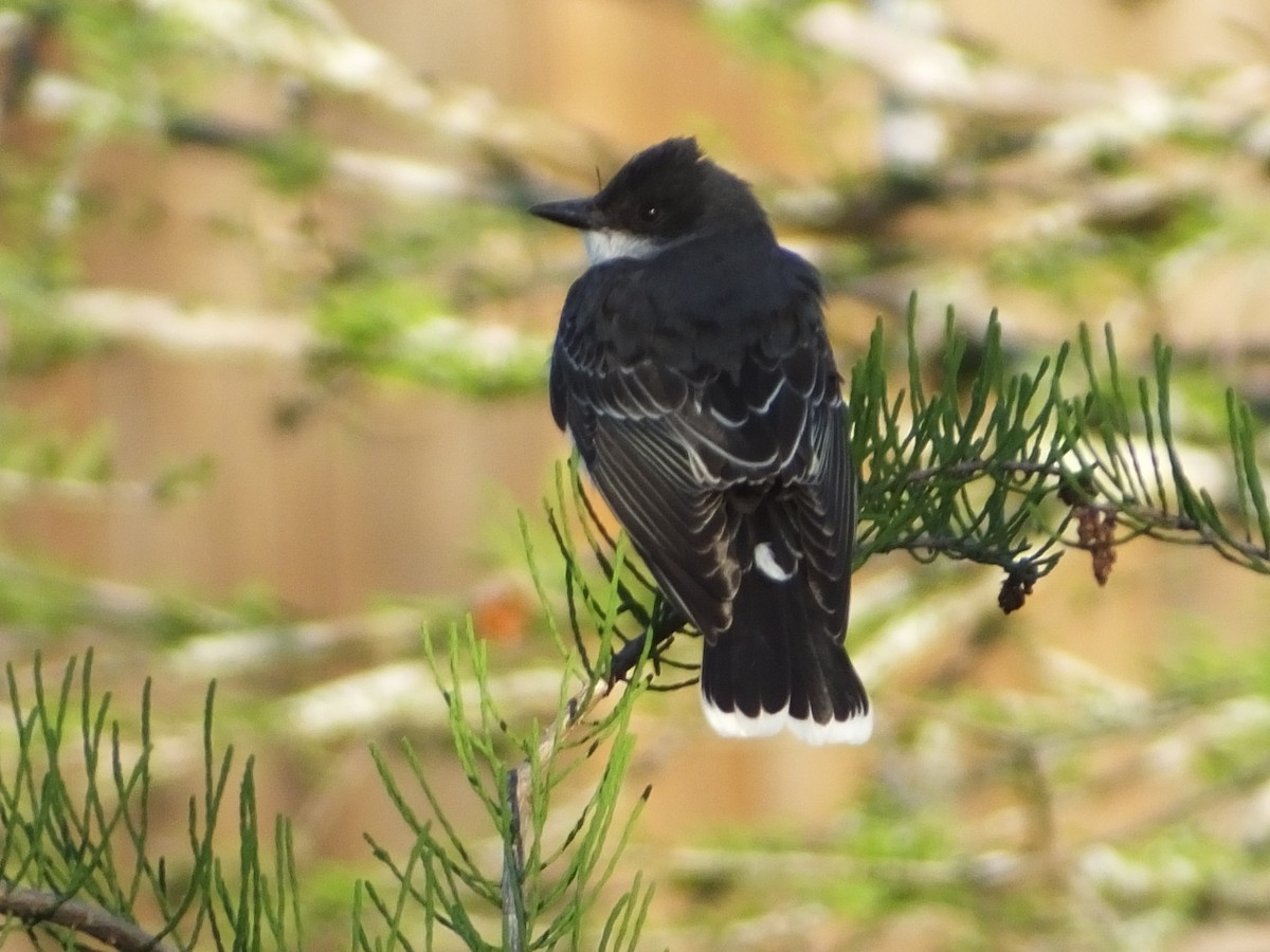 Eastern Kingbird - ML616661732