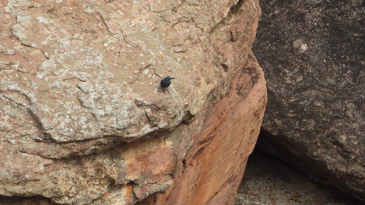 Blue Rock-Thrush - Gaspar Diaz