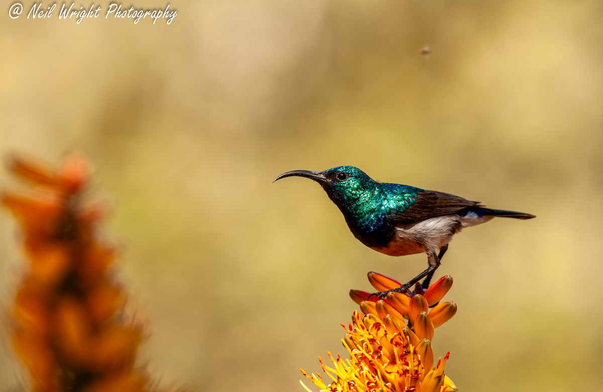 White-bellied Sunbird - Neil Wright