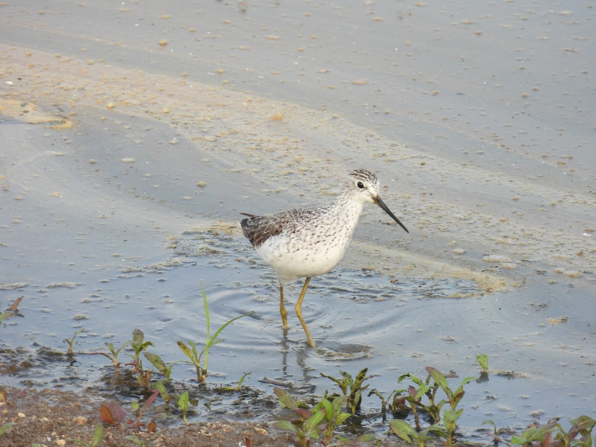 Marsh Sandpiper - ML616661848