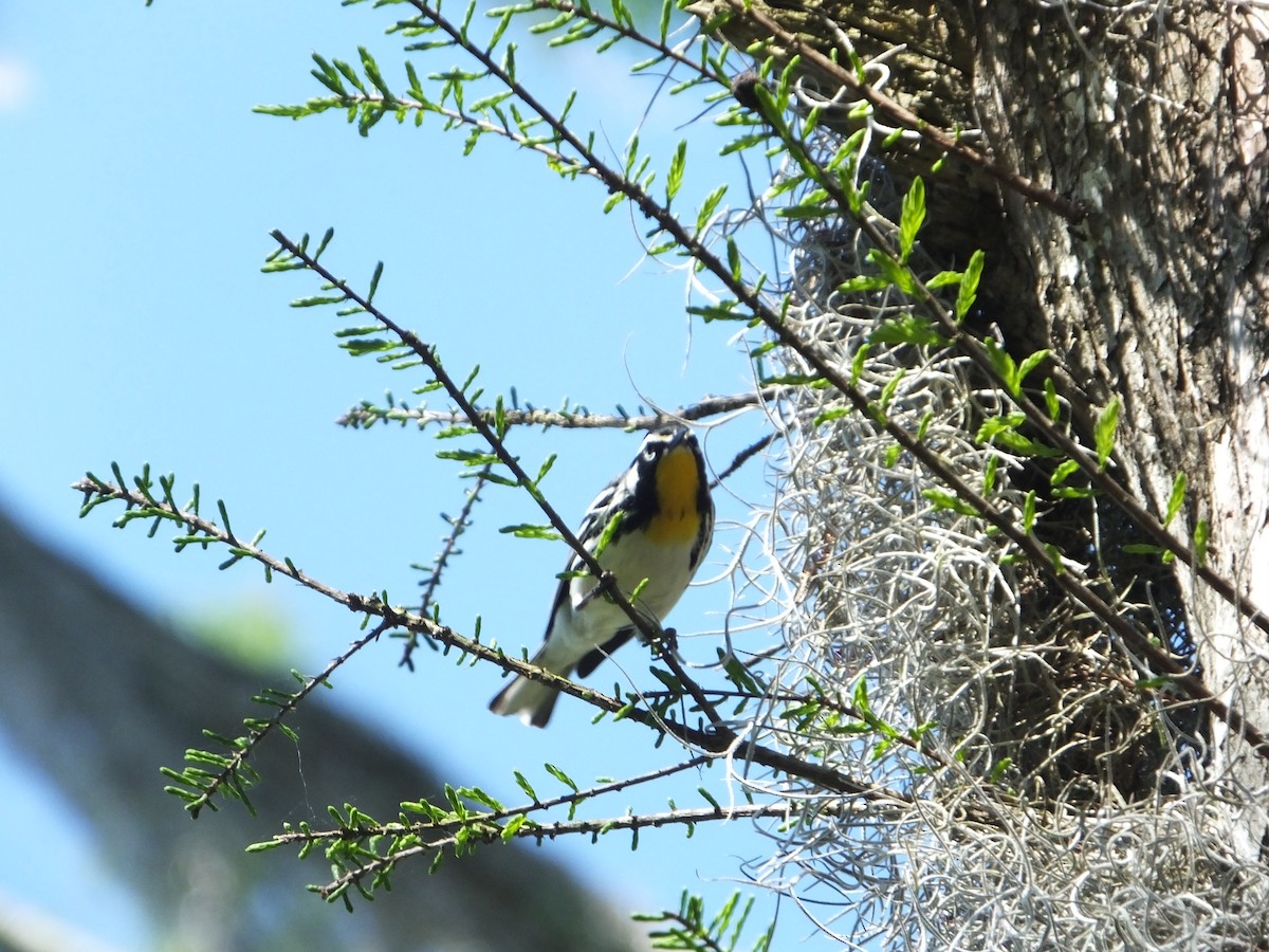 Yellow-throated Warbler - ML616661862