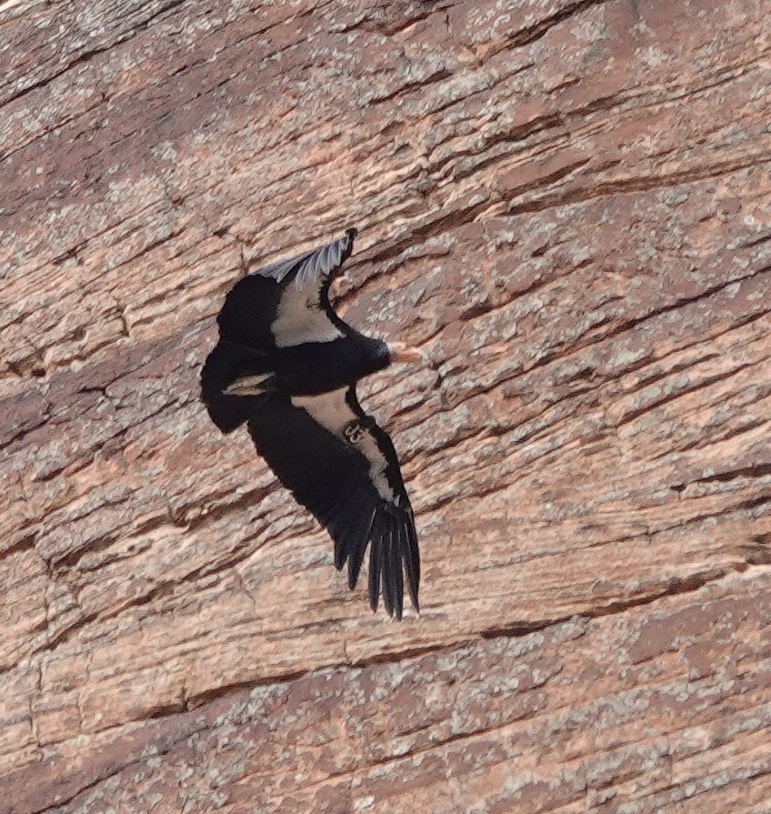 Condor de Californie - ML616661918