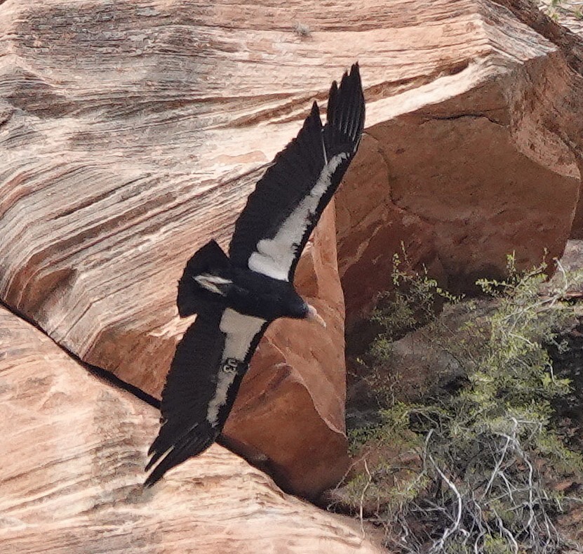 Condor de Californie - ML616661947