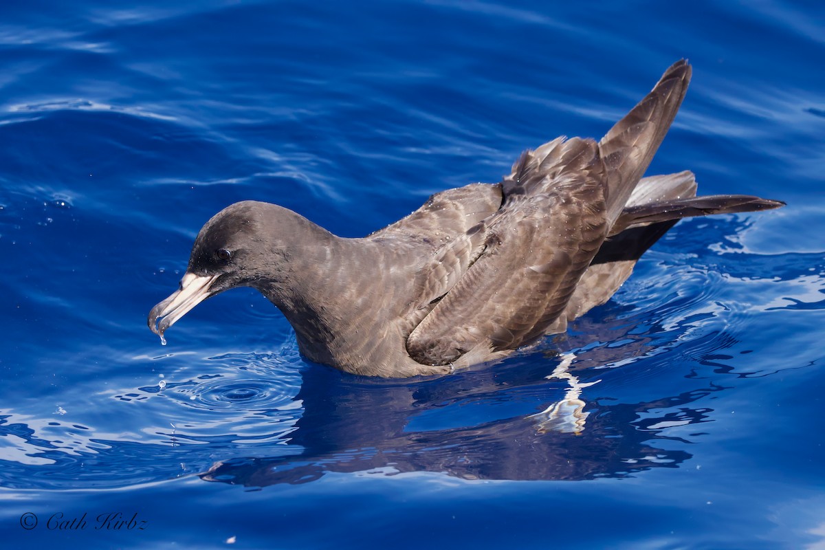 Flesh-footed Shearwater - Catherine Kirby
