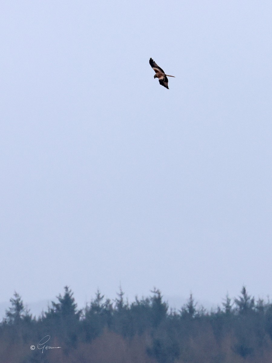 Red Kite - ML616662012