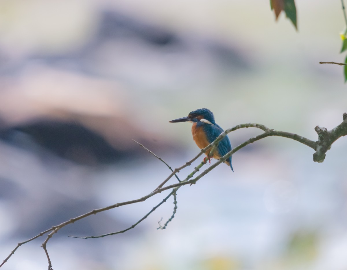 Common Kingfisher - ML616662024