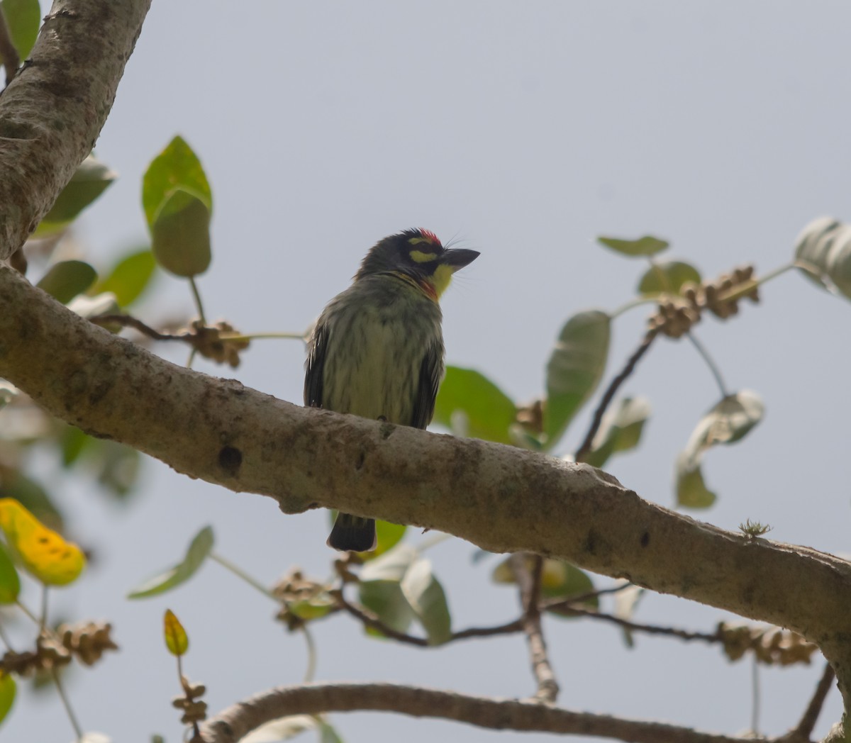 Al Göğüslü Barbet - ML616662027