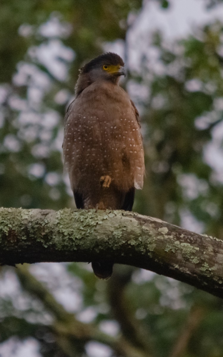 Haubenschlangenadler - ML616662028