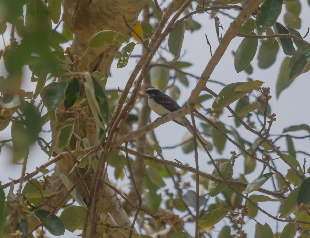 White-browed Fantail - ML616662029