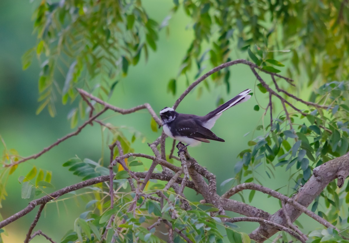 White-browed Fantail - ML616662030