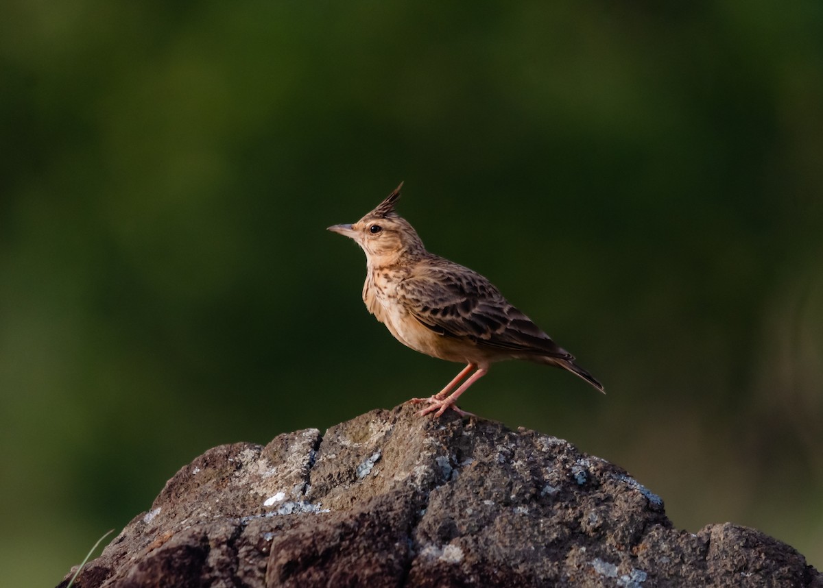 Malabar Lark - Arun Raghuraman