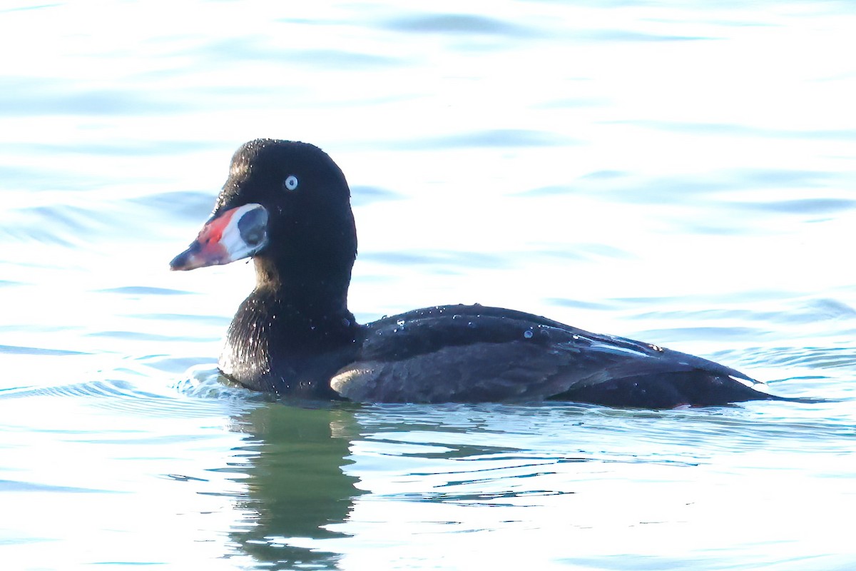 Surf Scoter - ML616662063