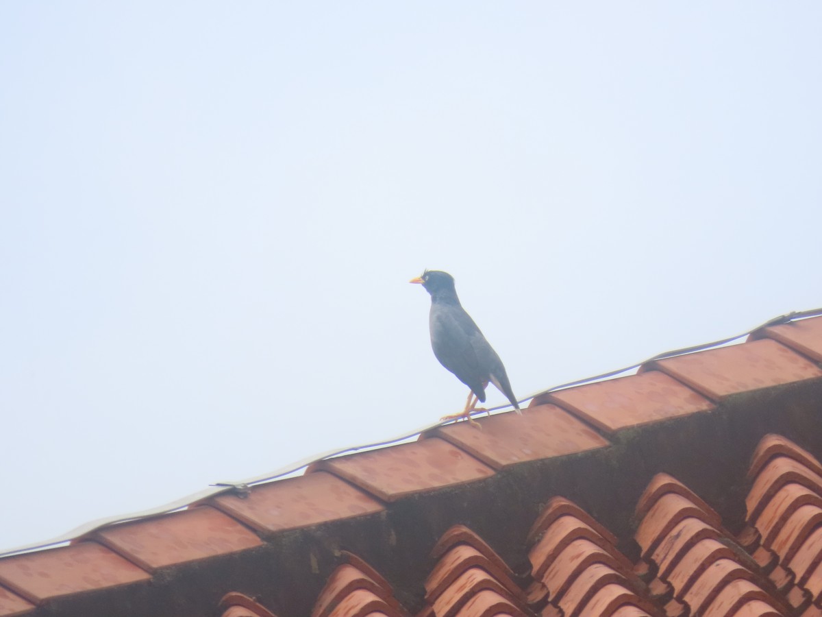 Javan Myna - ML616662066