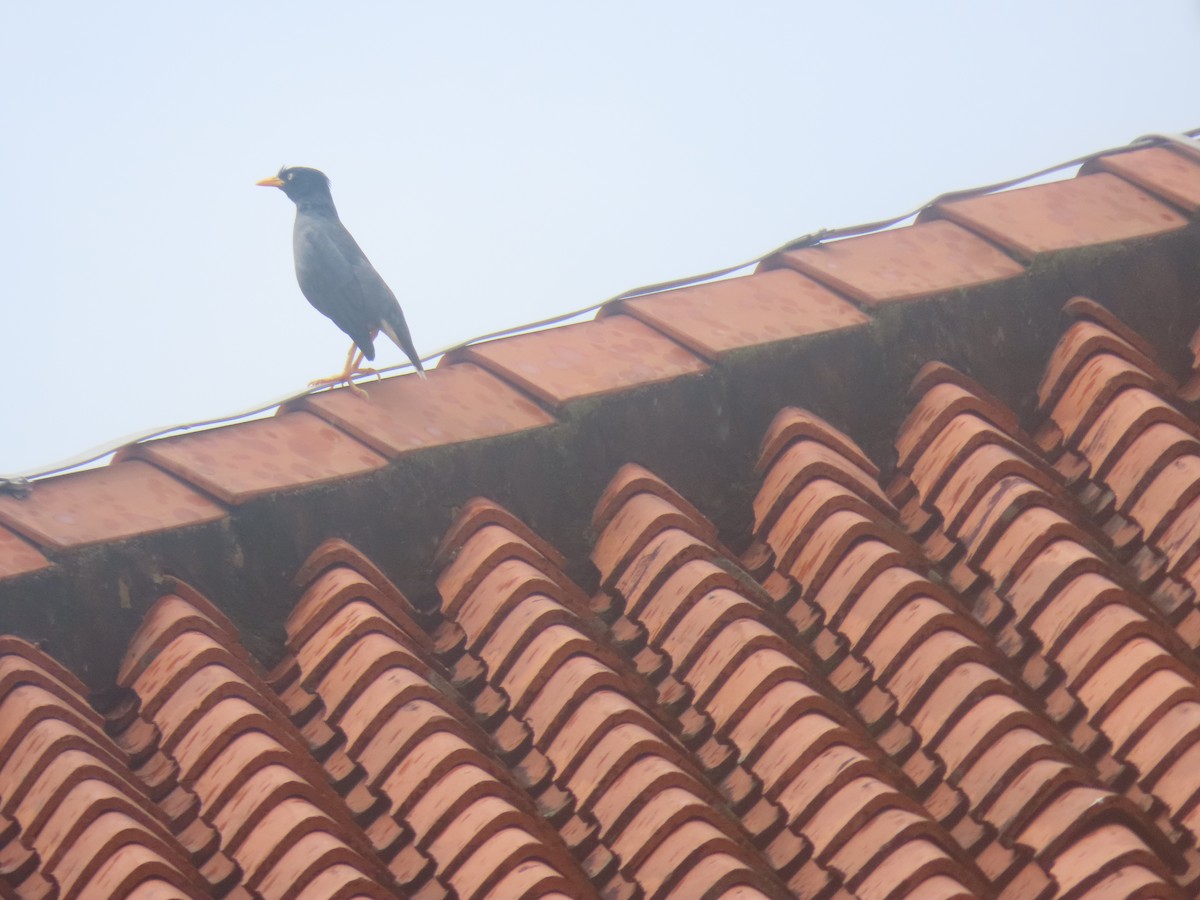 Javan Myna - ML616662069