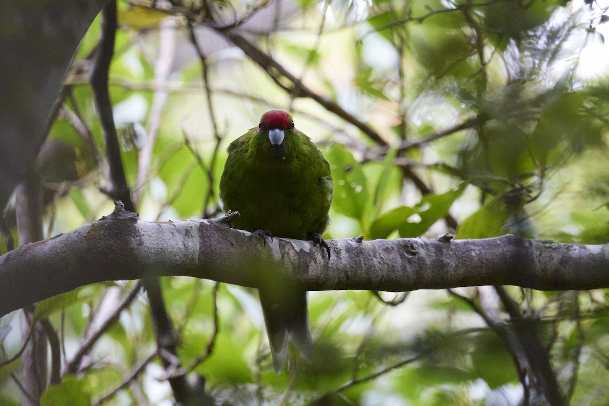 Red-crowned Parakeet - ML616662072