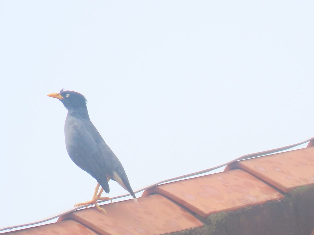 Javan Myna - ML616662074