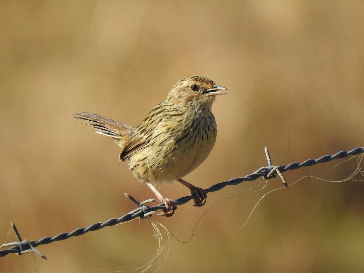 Striated Fieldwren - Bob Dawson