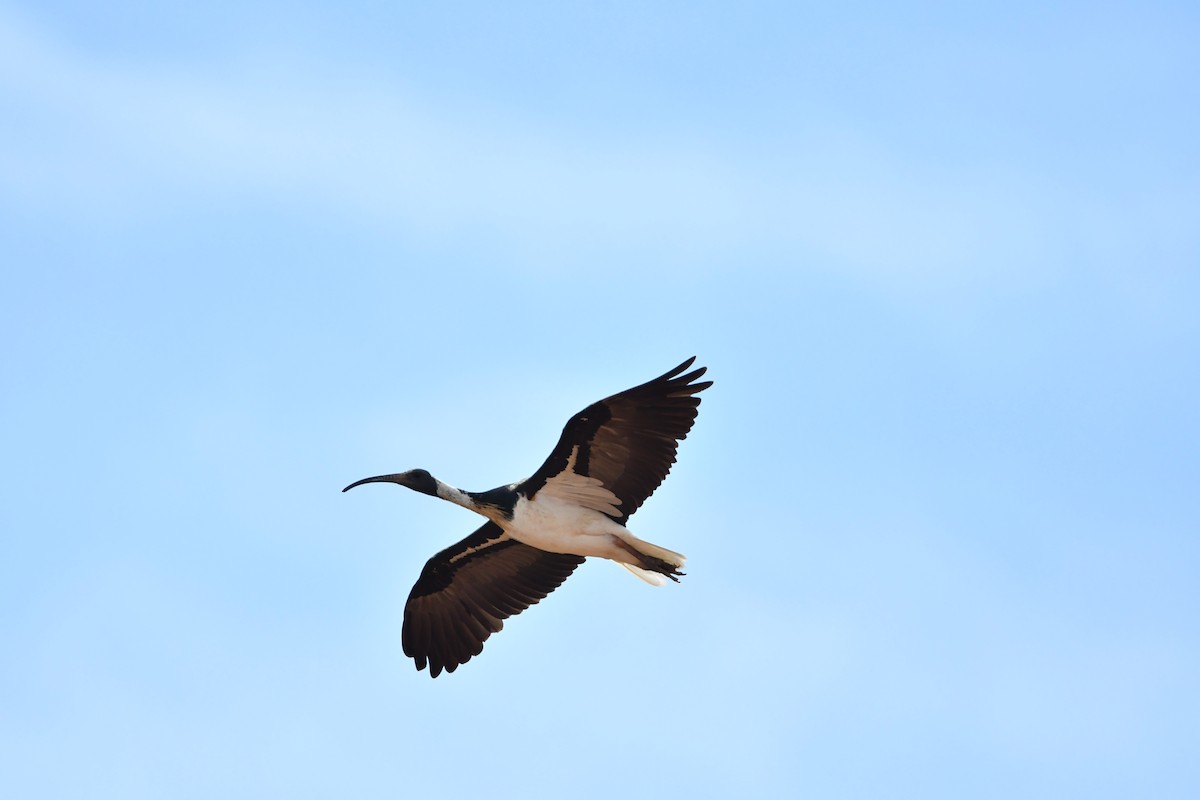 Straw-necked Ibis - ML616662169