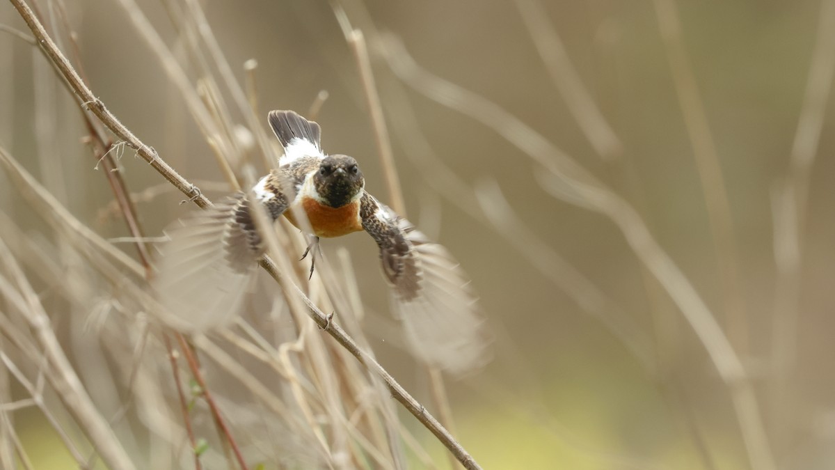 Siberian Stonechat - ML616662191