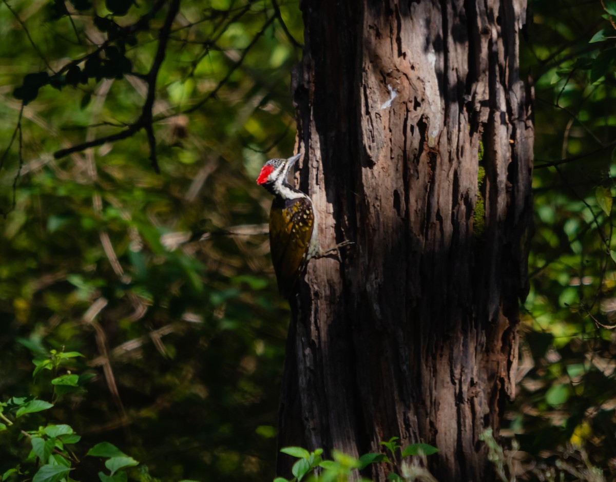 Black-rumped Flameback - ML616662206