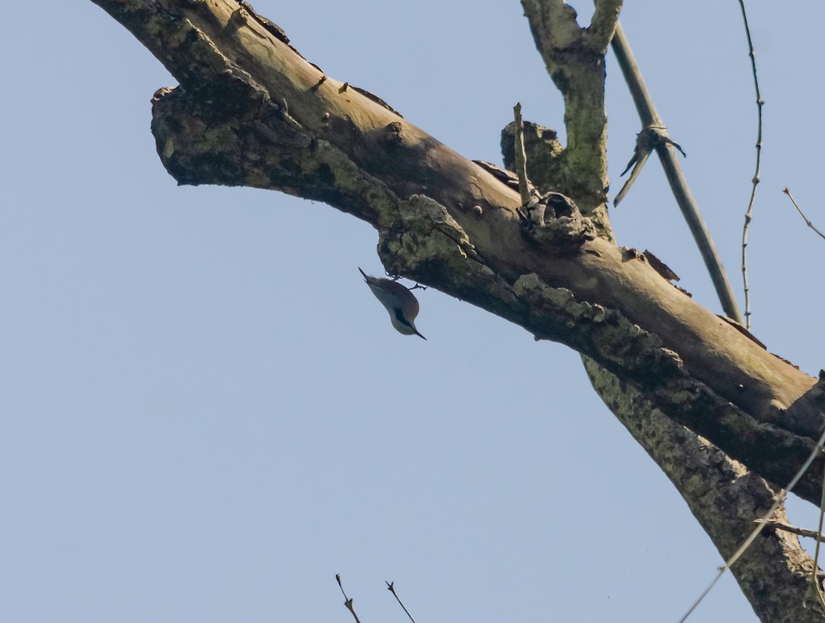 Indian Nuthatch - Arun Raghuraman