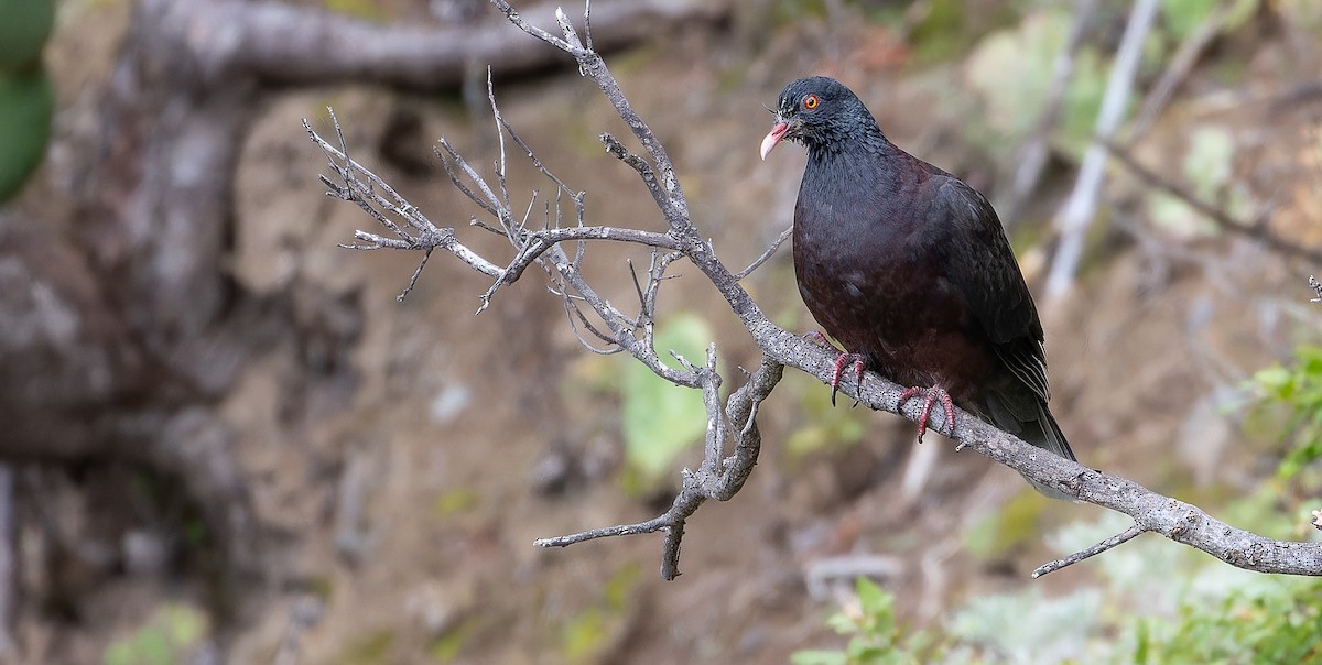 Laurel Pigeon - ML616662209