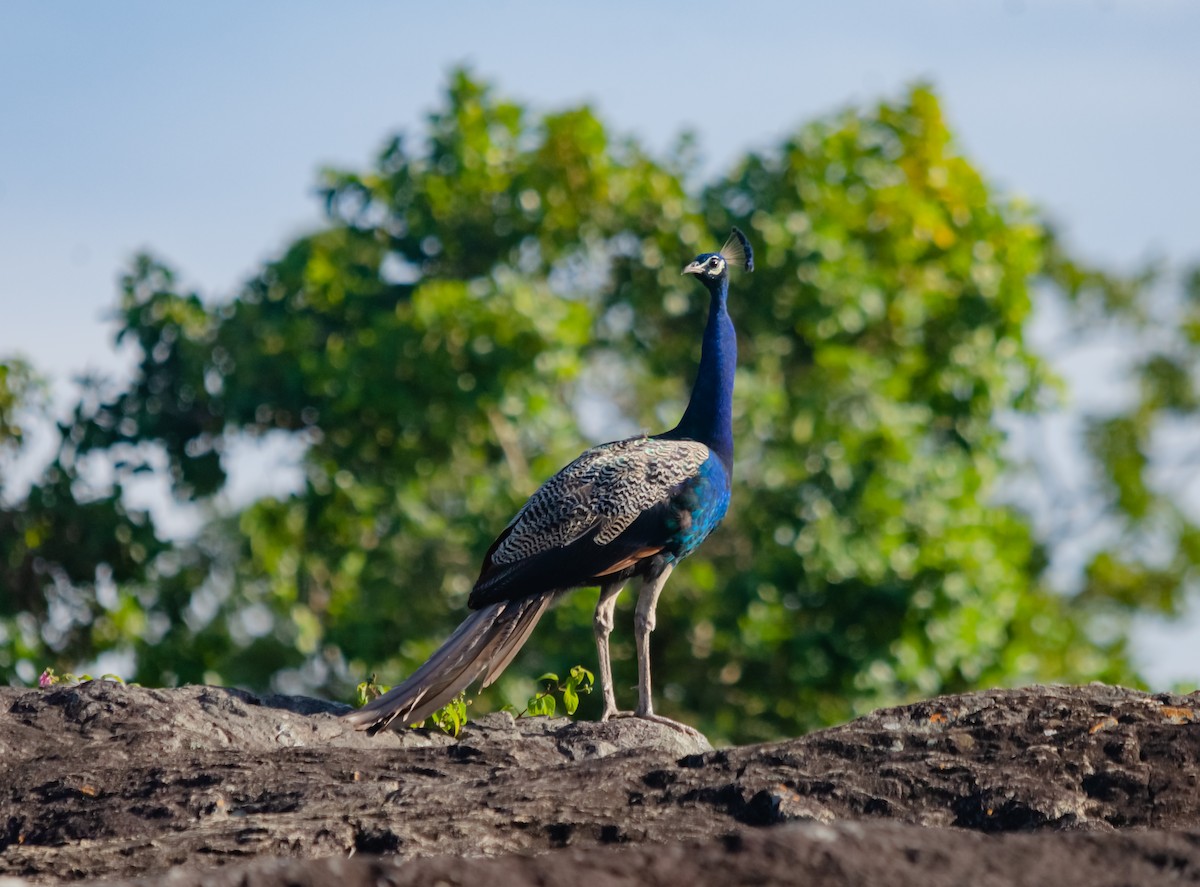 Indian Peafowl - ML616662212