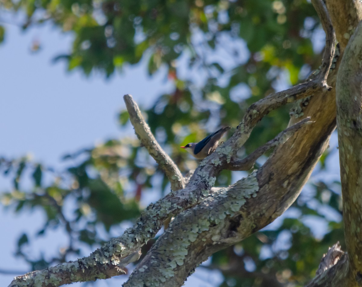 Velvet-fronted Nuthatch - ML616662216