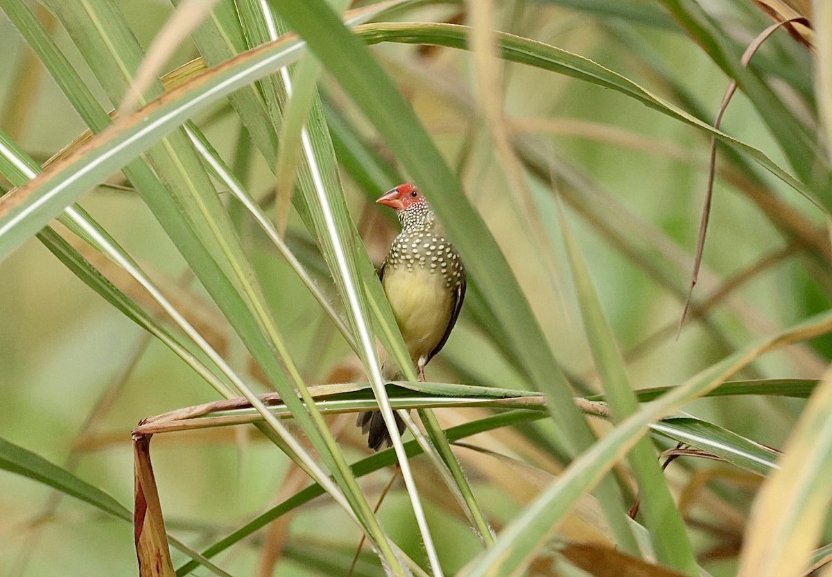 Star Finch - Marc Gardner