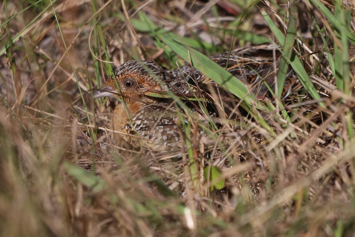 Fynbos Buttonquail - ML616662235