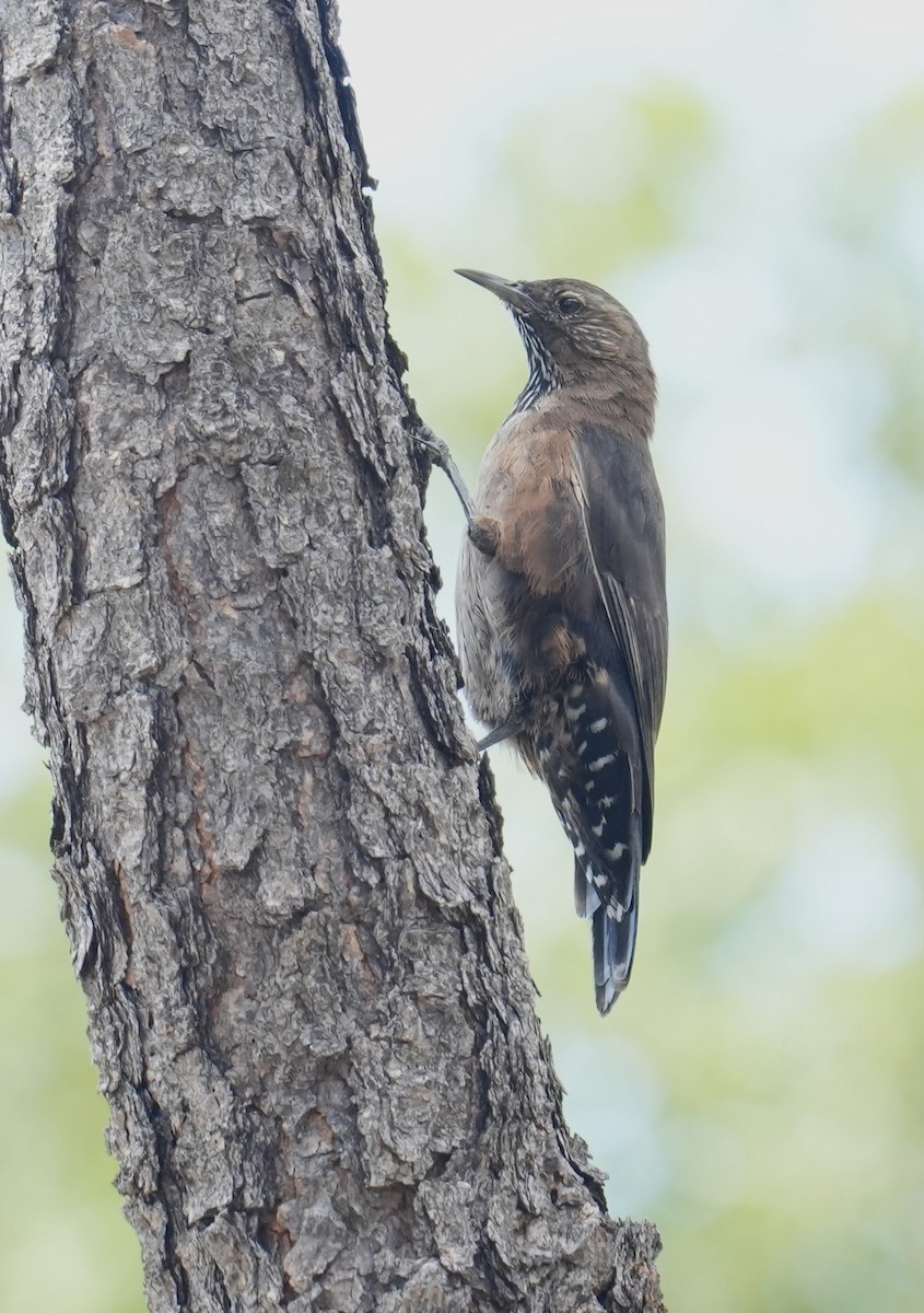 Black-tailed Treecreeper - Samantha Duffy