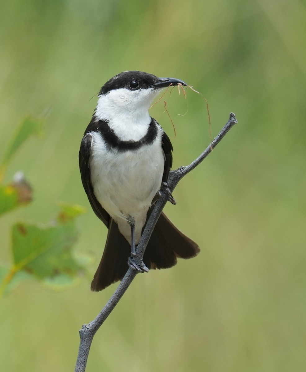 Banded Honeyeater - ML616662264