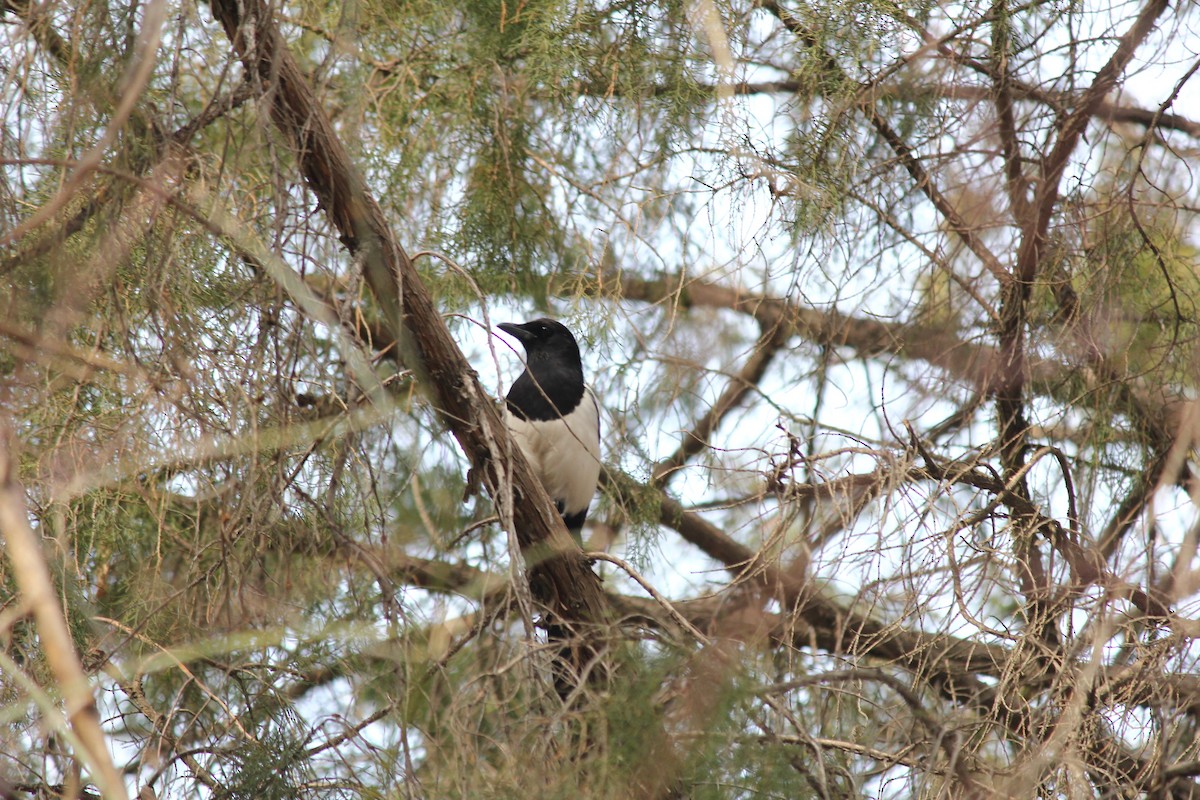 Eurasian Magpie - ML616662266