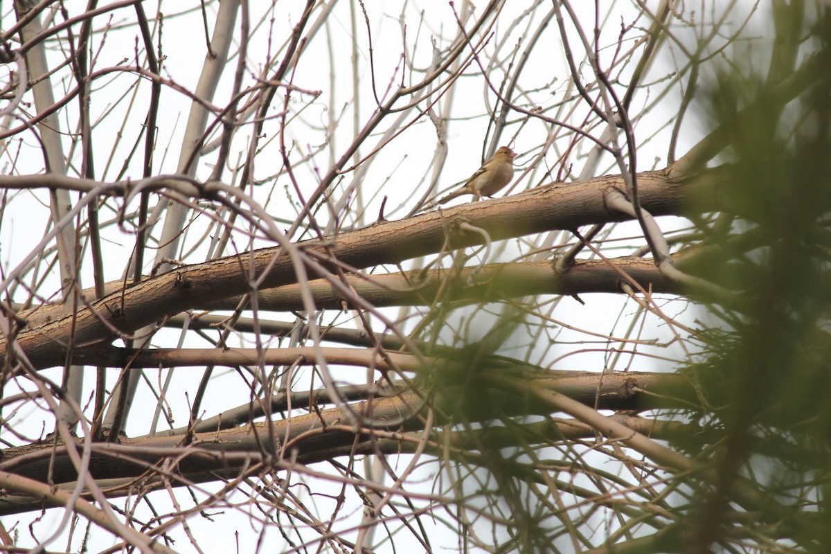 Common Chaffinch - Marsh Alphonso