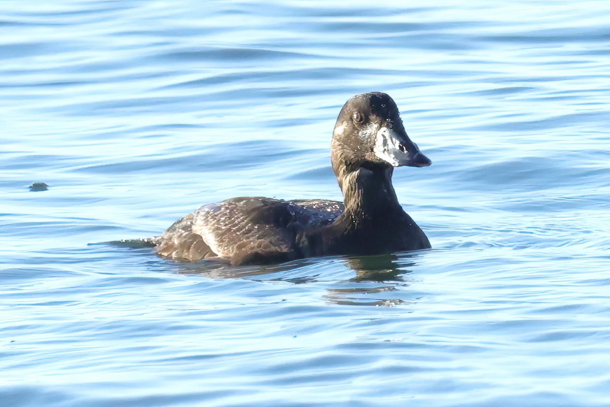 White-winged Scoter - ML616662305