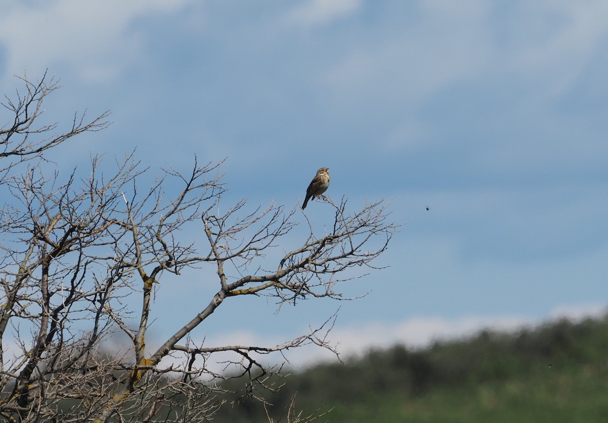 Corn Bunting - Arnau Bonan